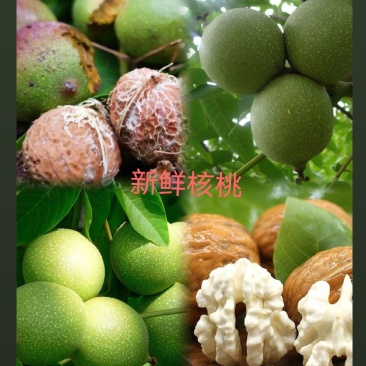 选核桃，认朝天！广元朝天产，天然好营养。
