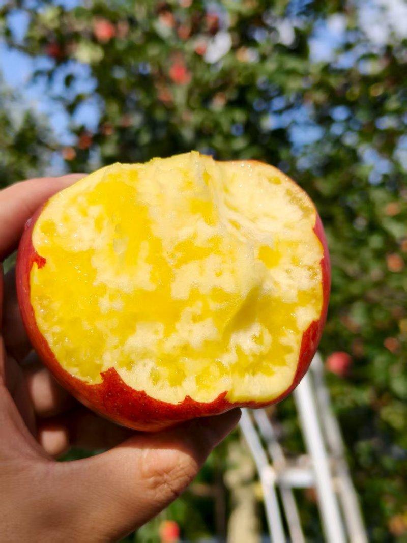 云南昭通红露苹果