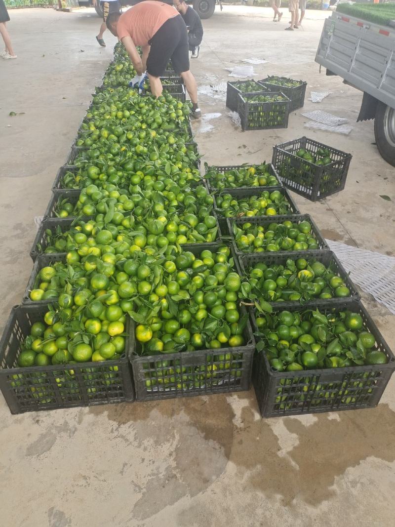 湖北宜昌高山青皮特早蜜橘