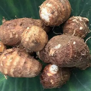 毛芋头
