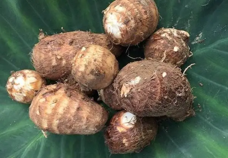 毛芋头