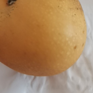 秋月梨