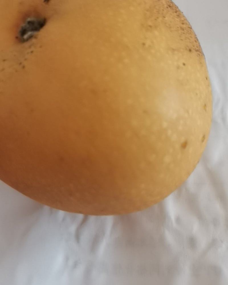 秋月梨