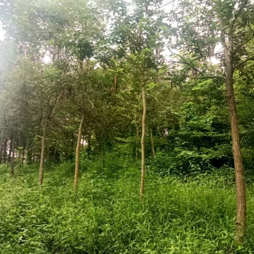 黄花风铃