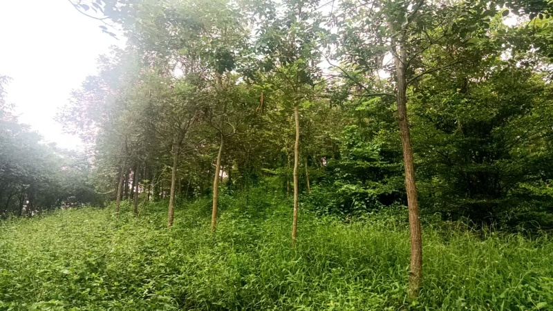 黄花风铃