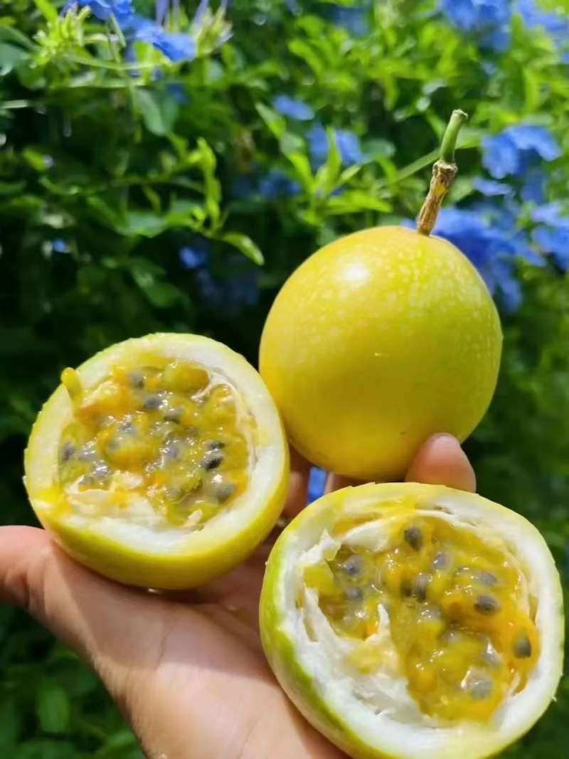 钦蜜9号黄金百香果，新鲜采摘，当天发货