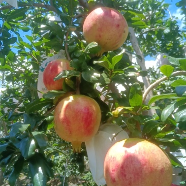 四川会理突尼斯软籽石榴