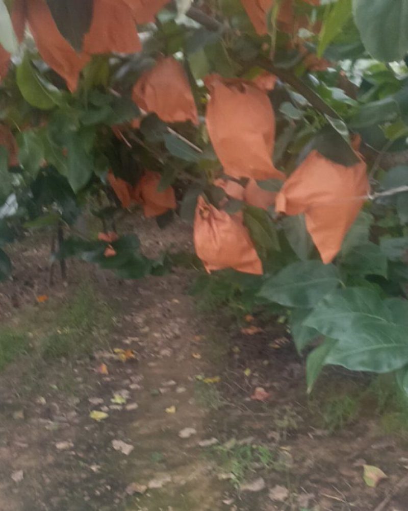 秋月梨