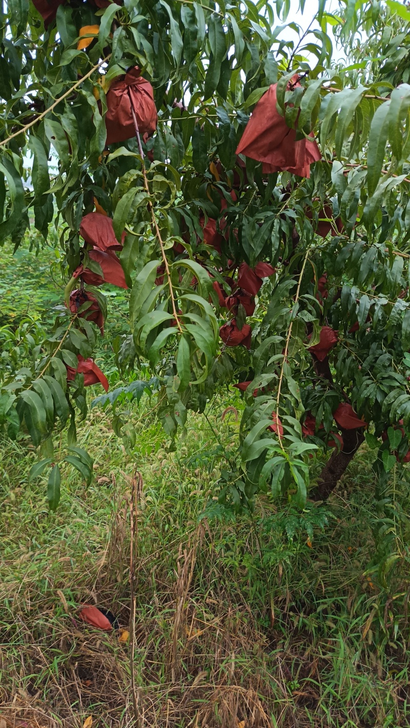 黄宝石黄桃，脆甜