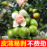 湖北蜜橘