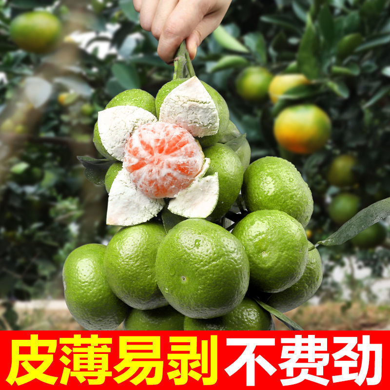 湖北蜜橘