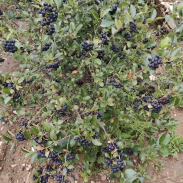 黑果花楸果