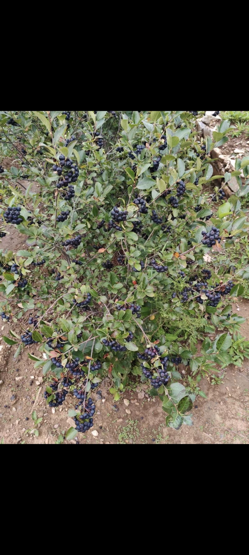 黑果花楸果