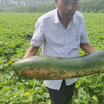 黑皮冬瓜
