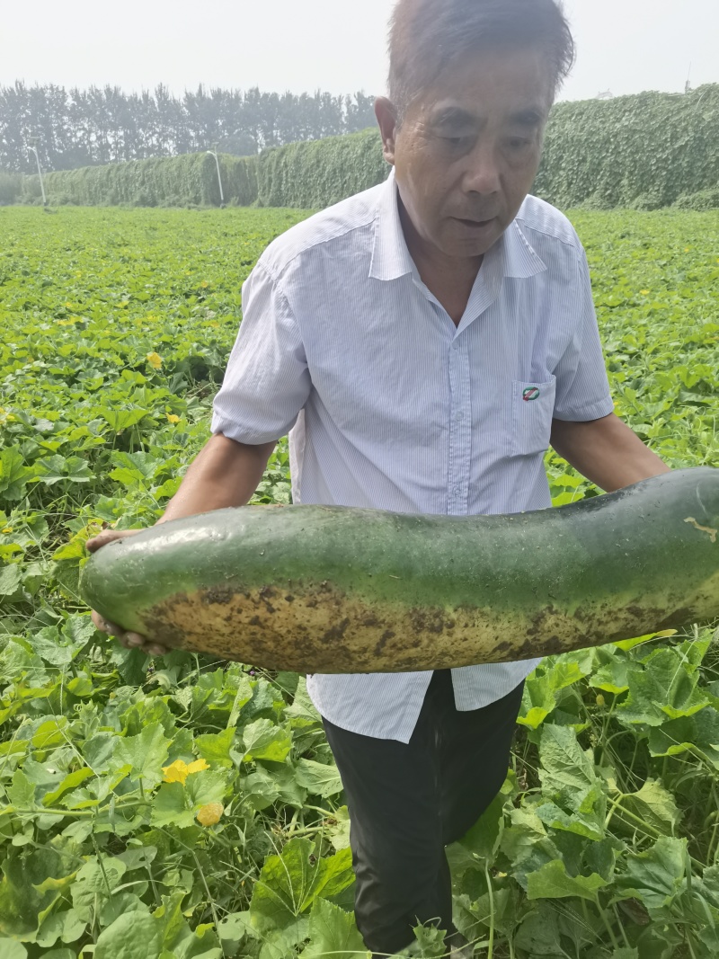 黑皮冬瓜