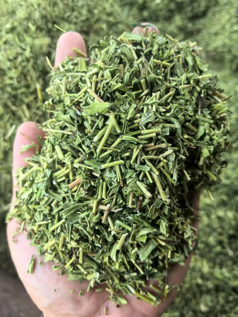 黄芩青苗出售