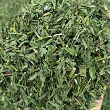 黄芩青苗出售