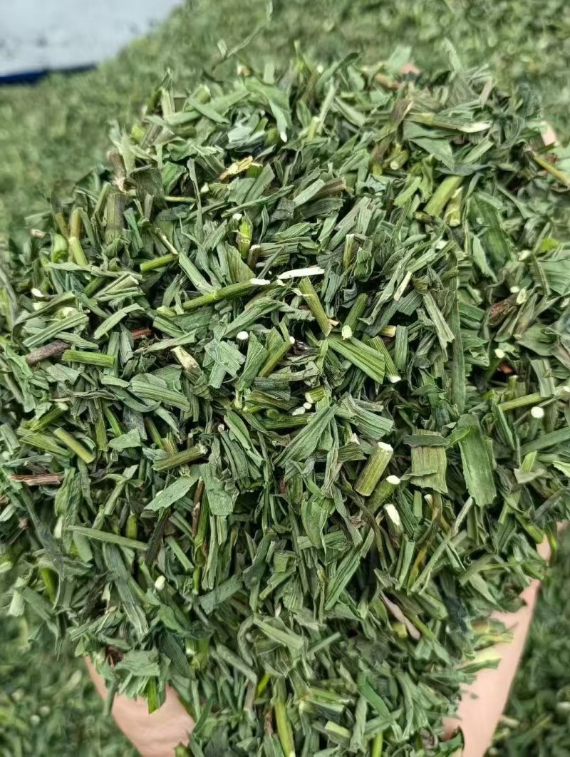 黄芩青苗出售