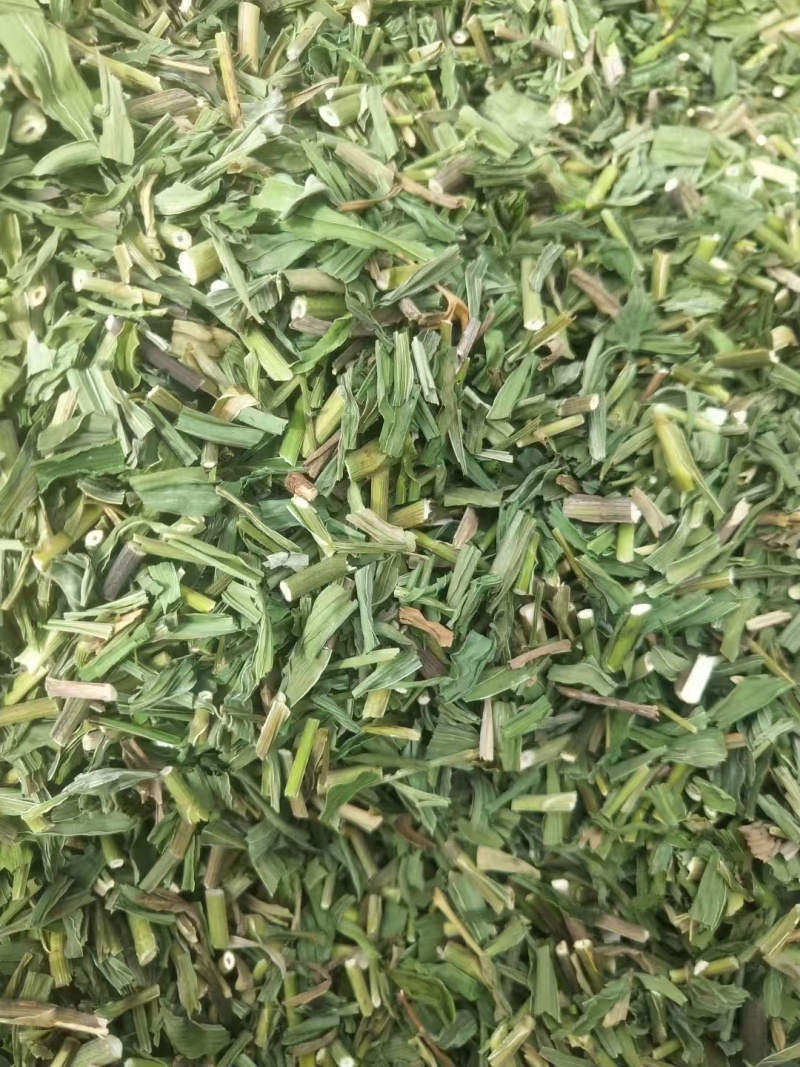 黄芩青苗出售