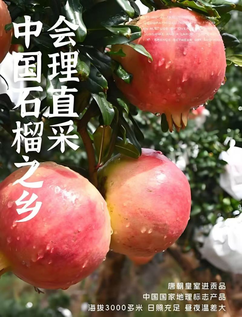 会理突尼斯软籽石榴