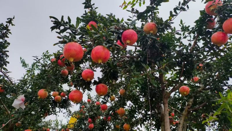 会理突尼斯软籽石榴