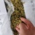 新疆葡萄干绿宝石