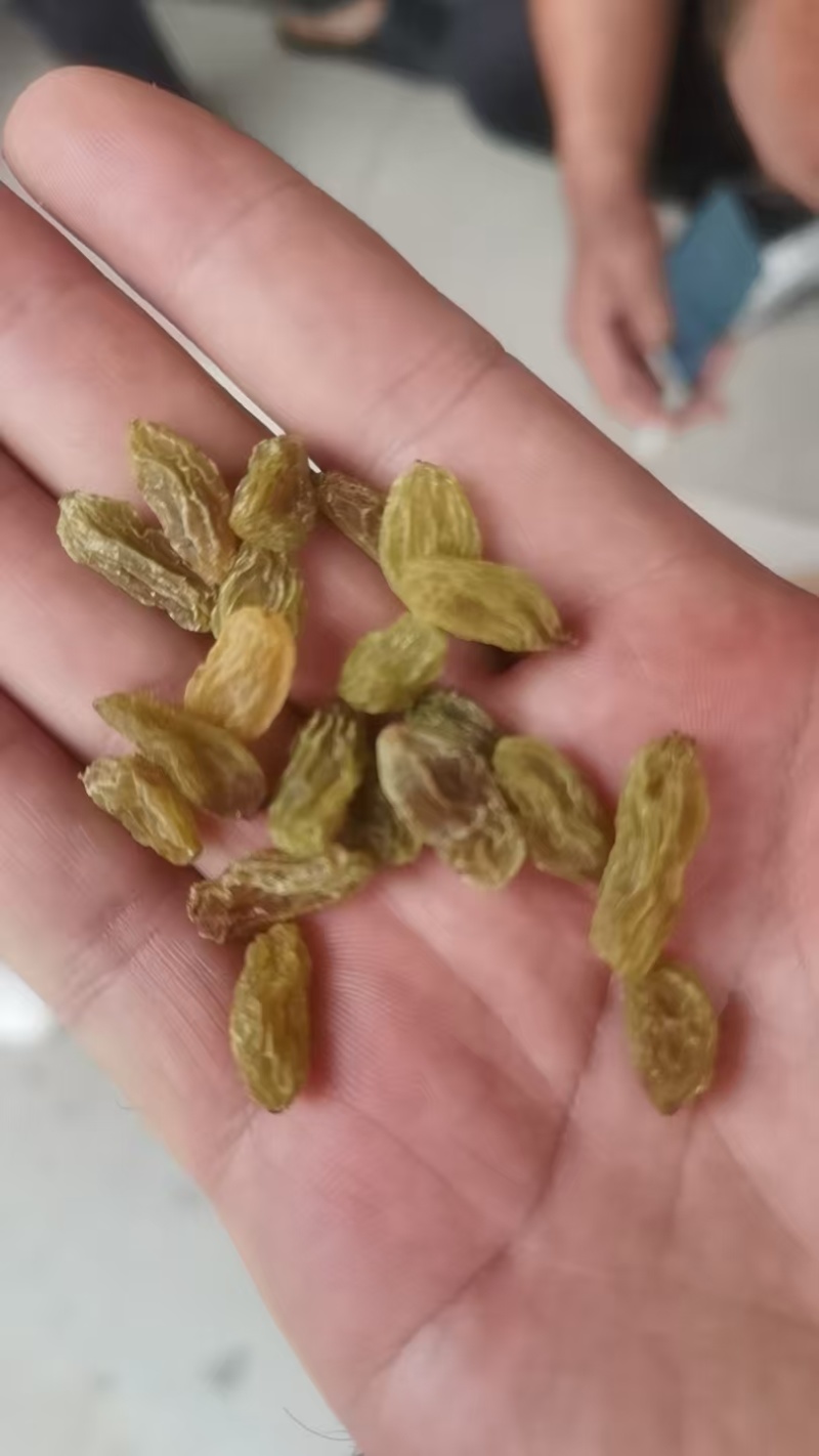 新疆葡萄干绿宝石