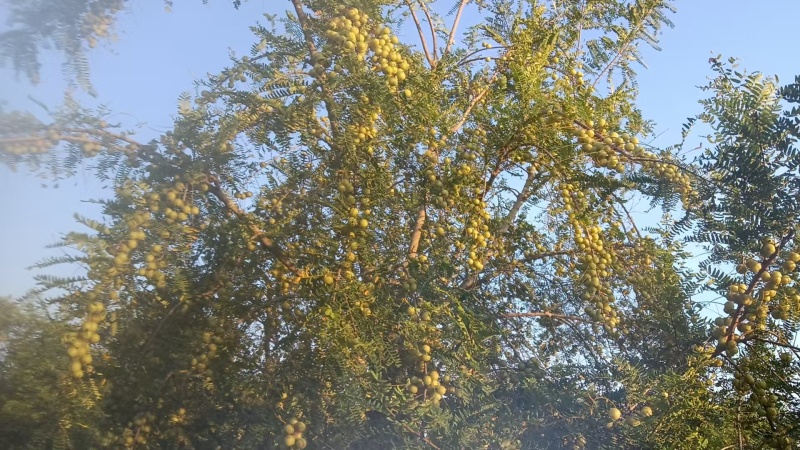 余甘果