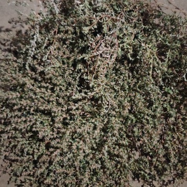 地锦草