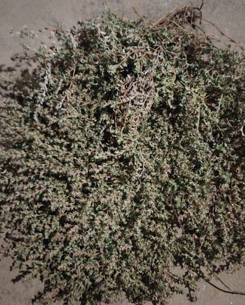 地锦草