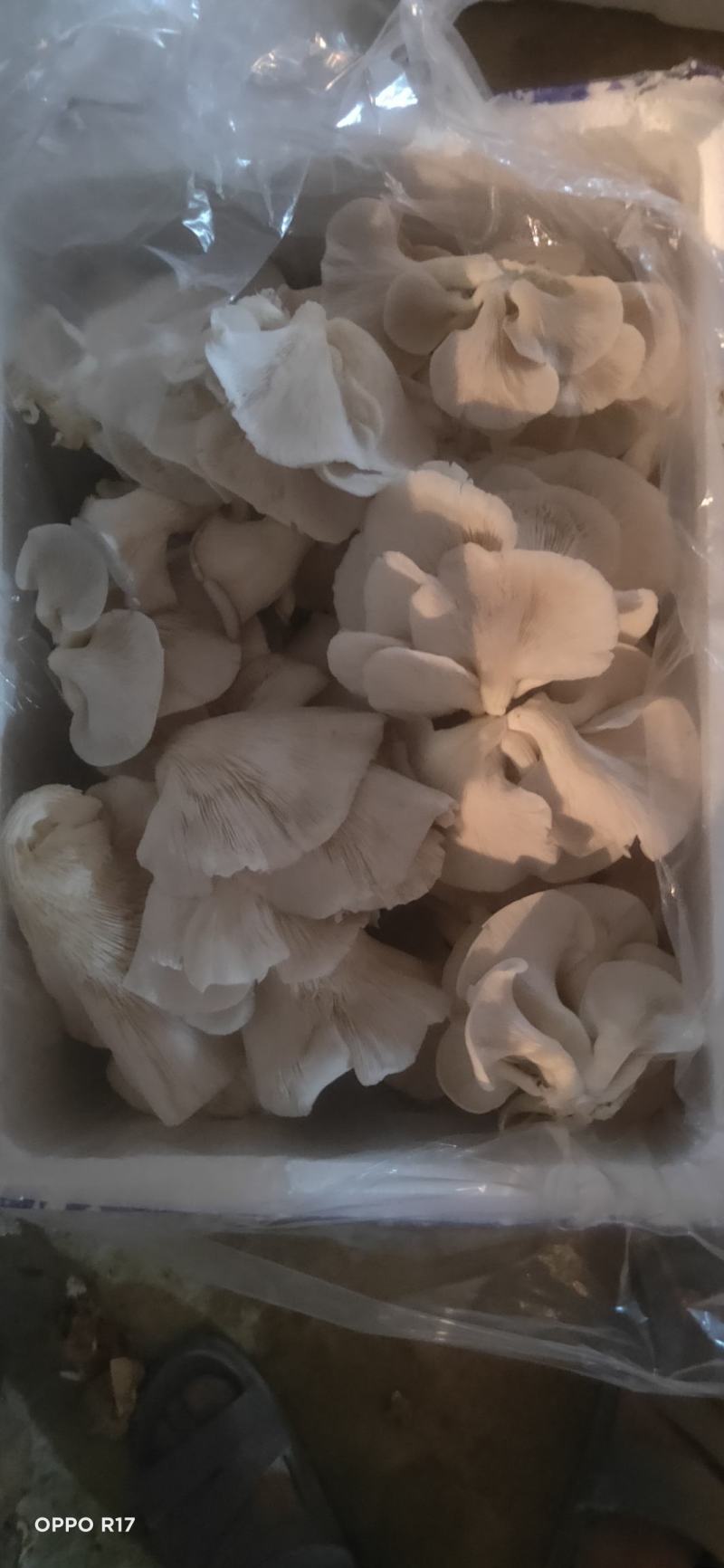 卖平菇鲜货