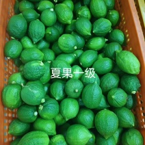 湛江精品香水柠檬品质保障一手货源一级果二级果统果欢迎联系