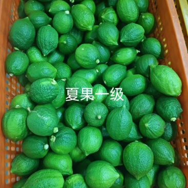 湛江精品香水柠檬品质保障一手货源一级果二级果统果欢迎联系