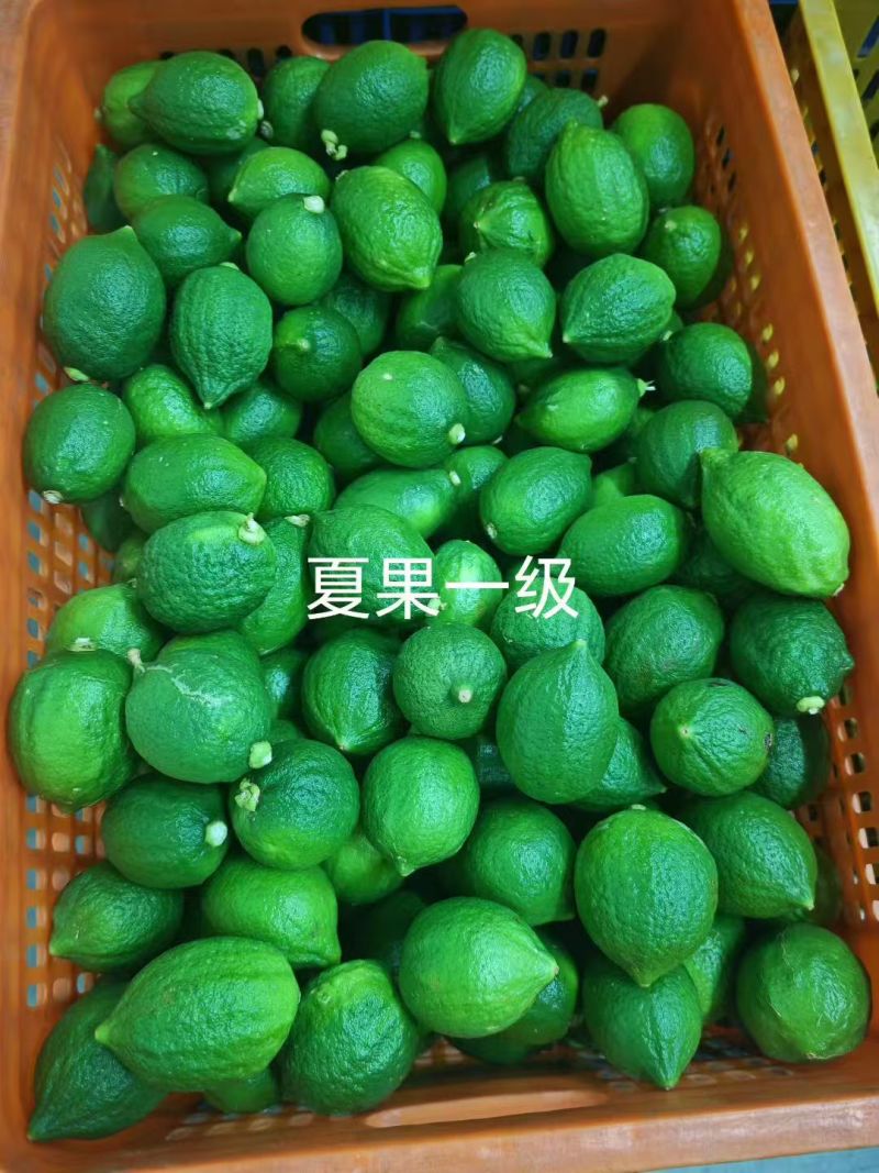 湛江精品香水柠檬品质保障一手货源一级果二级果统果欢迎联系