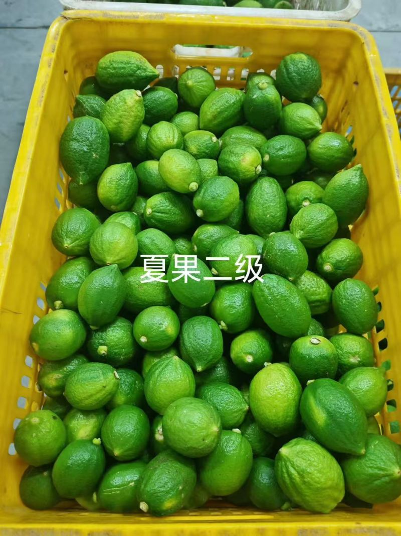 湛江精品香水柠檬品质保障一手货源一级果二级果统果欢迎联系