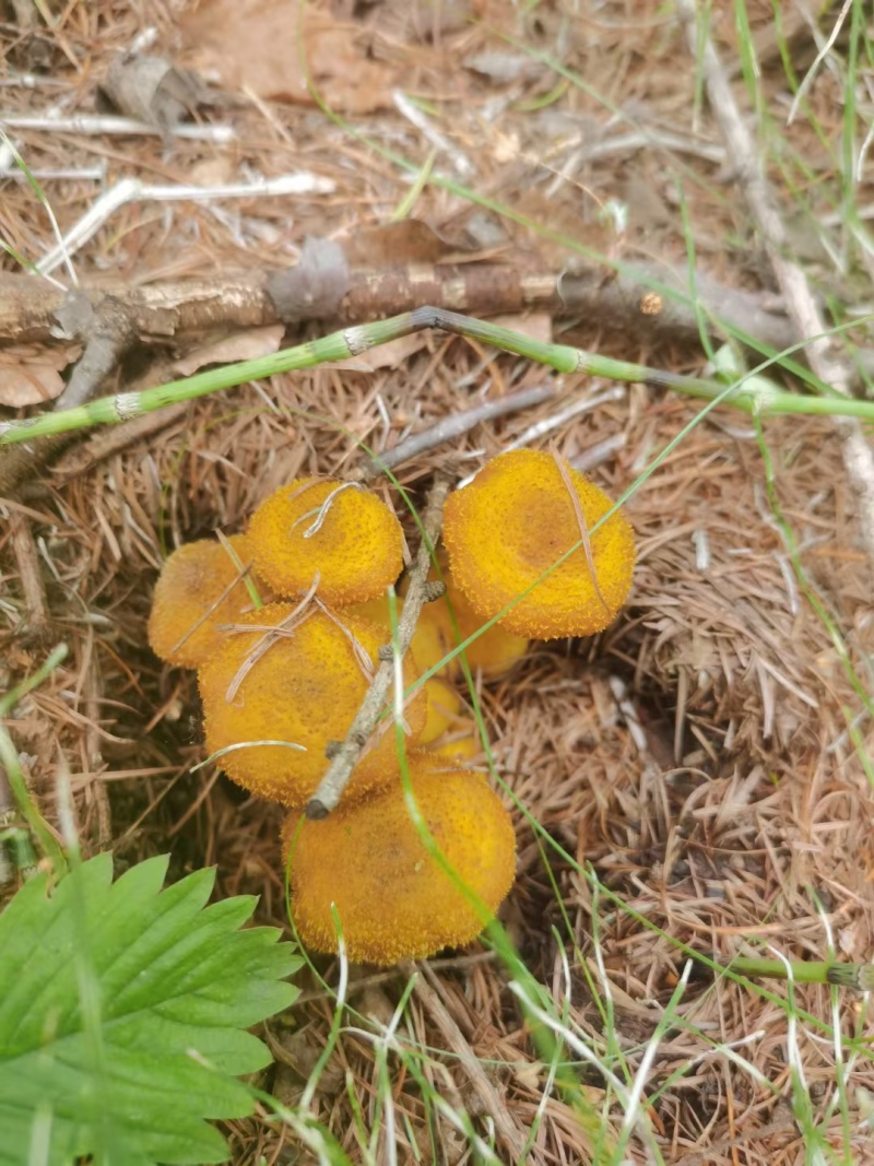 野生榛蘑