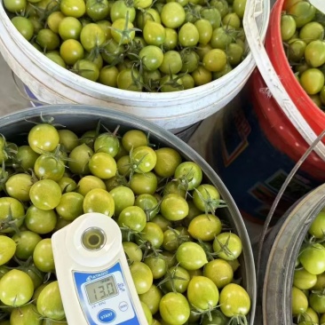 正宗青甜2号