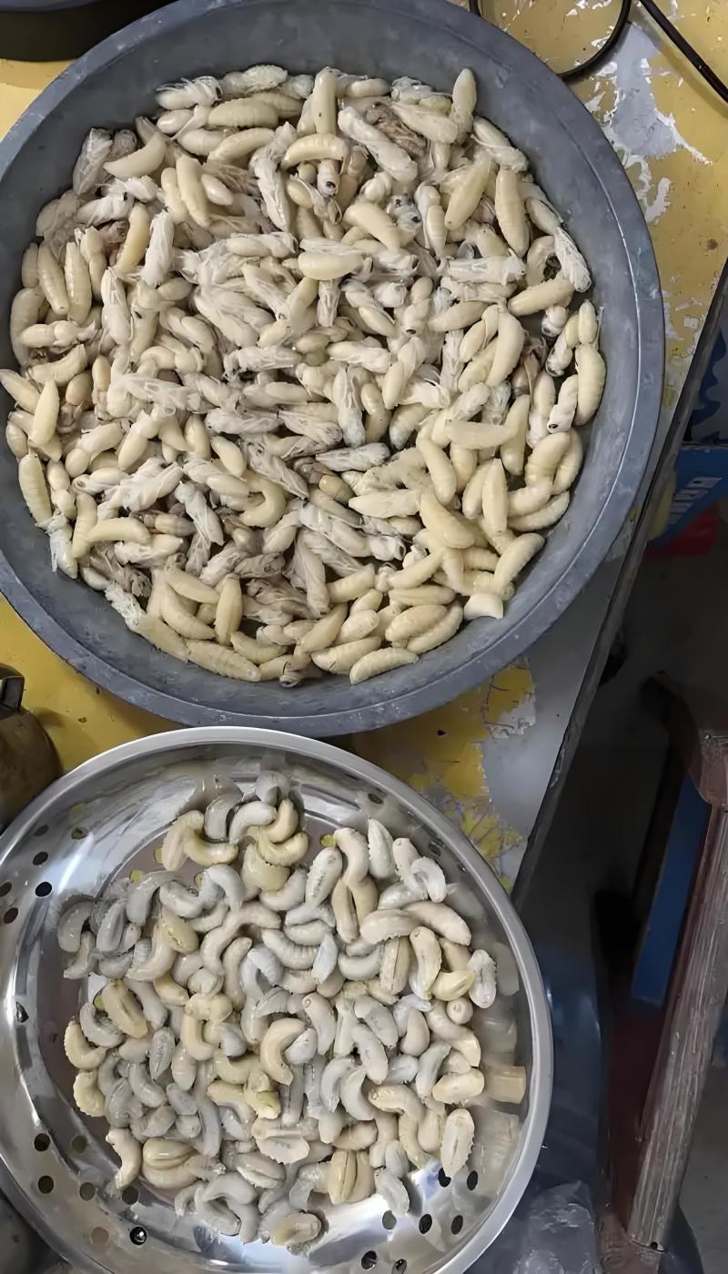 树蜂蜂蛹