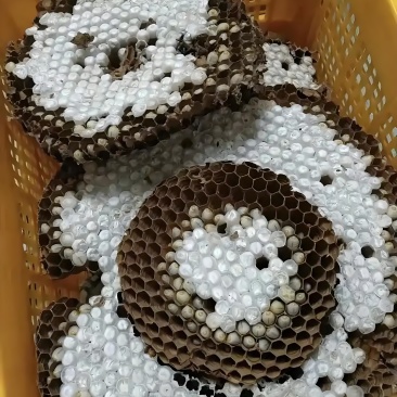 树蜂蜂蛹
