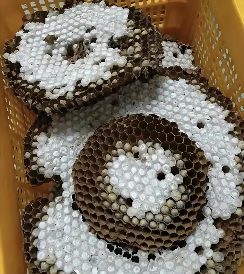 树蜂蜂蛹