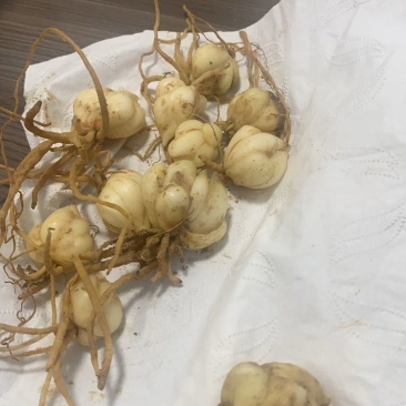 龙牙百合