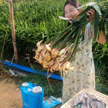 大黄姜