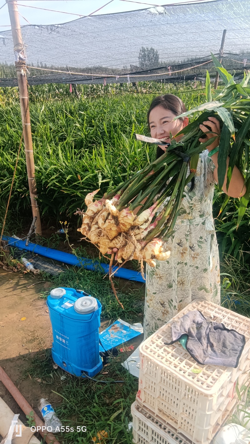 大黄姜