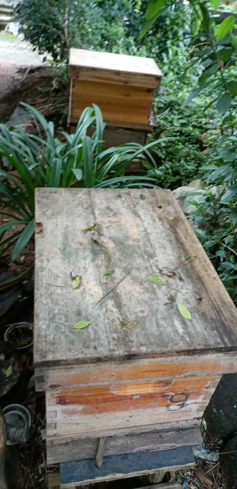 农家土蜂蜜