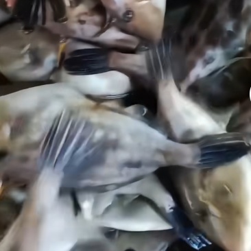 耗儿鱼扒皮鱼