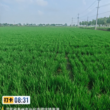 江苏省兴化市水稻
