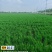 江苏省兴化市水稻