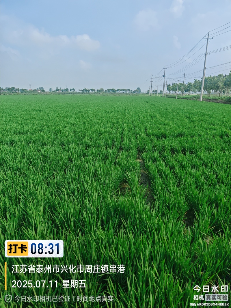 江苏省兴化市水稻
