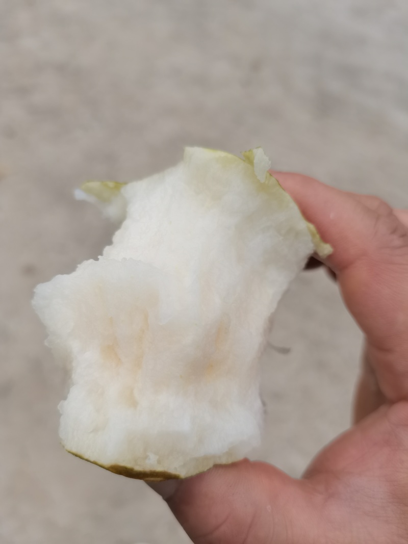 沭阳秋月梨