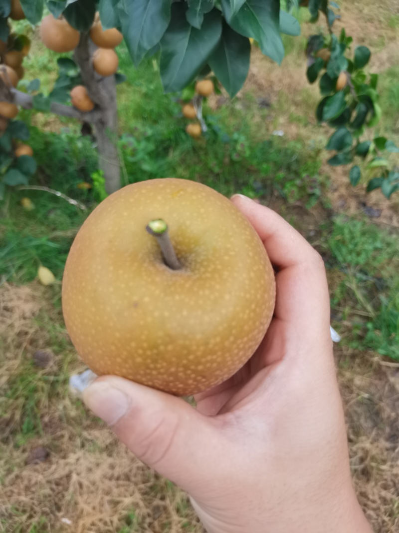 沭阳秋月梨